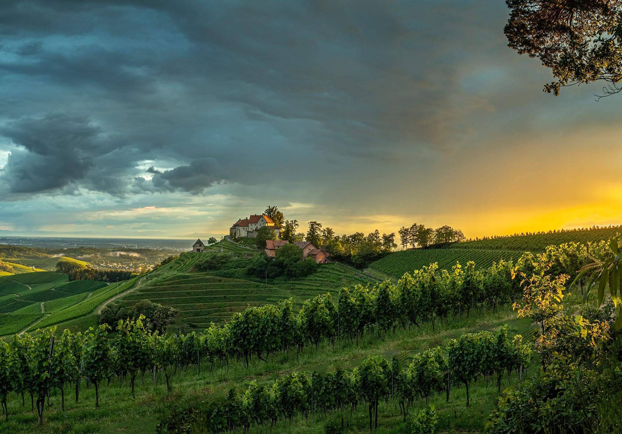 Typisch Ortenau: Weinberge über Durbach